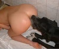 dyresex hund slikker fisse