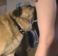 dyresex dreng og hund slikker røv kneppet