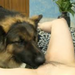 dyresex hund slikker fisse