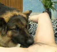 dyresex hund slikker fisse