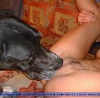 dyresex hund slikker fisse