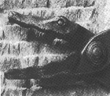 peniskrokodille penis-krokodillen
